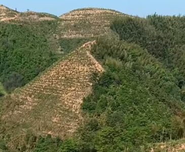 宁化油茶产业绿了荒山富了民 水土治理与特色农业双赢