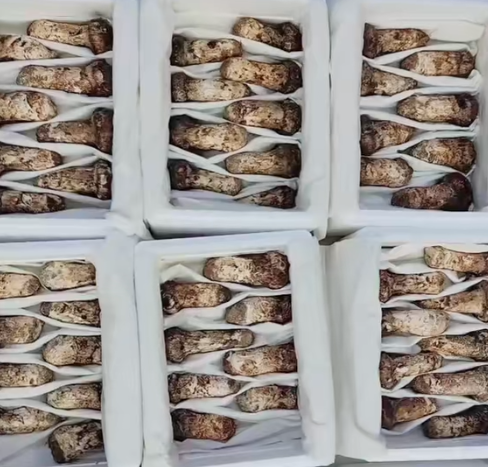 延边松茸香飘海外：山林珍宝直达日韩餐桌