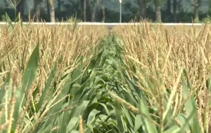 安徽首创"农业保险+"改革 多维赋能乡村振兴