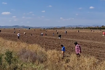 内蒙古"捡秋"旅游走红 农事体验成文旅新热点