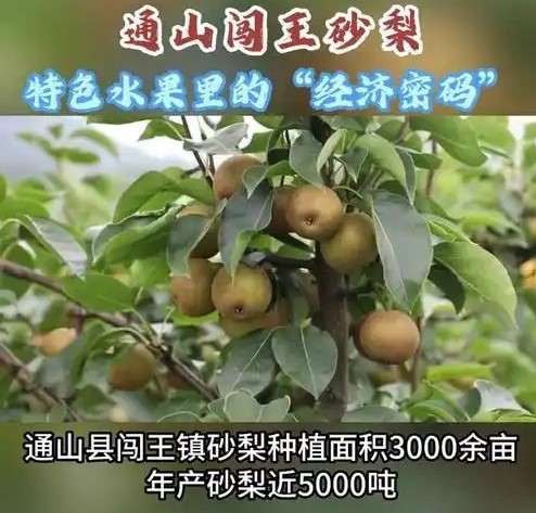 湖北通山 “闯王砂梨” 荣获全国 “最受欢迎产品奖”