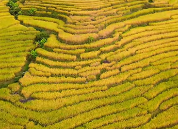 华安千亩梯田绘就丰收画卷 科技赋能稻香满溢