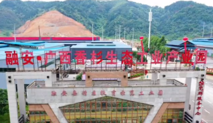 融安发布香杉产业团体标准 推动特色林业提质升级