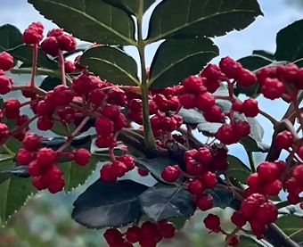 陇南生态富民成效显著 绿色发展释放综合效益