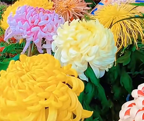 开封菊花文化节启幕 满城秋色待客来