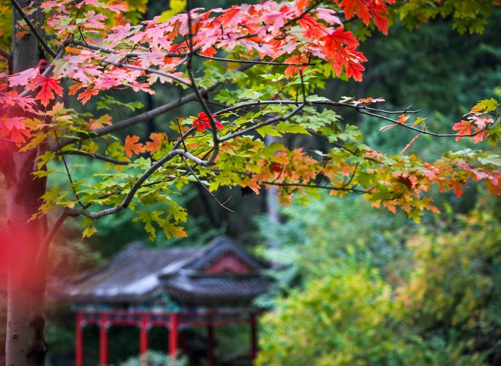 秋色宜人 北京香山红叶将迎最佳观赏期