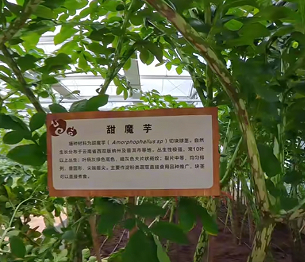 深山魔芋变身记：从乡土食材到国际健康食品