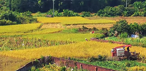 苍梧龙科村秋收画卷徐徐展开 金色稻浪映照乡村振兴新图景
