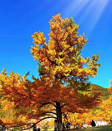 陇南徽县：千年银杏“金”彩绘就乡村振兴新画卷