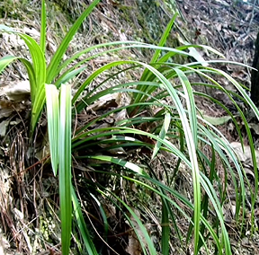 云南澜沧江自然保护区发现珍稀春兰野生种群