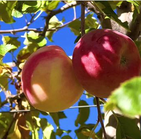 西藏贡嘎：戈壁滩上结出“致富果” 矮化苹果产业促增收