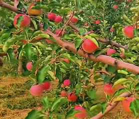 山西高平苹果迎丰收 “甜蜜产业”助农增收