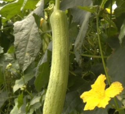 江西安福丝瓜络产业“织”出富民新路