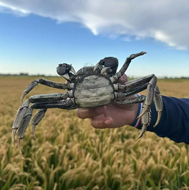 辽宁盘锦稻蟹双丰收 生态种养模式效益显著