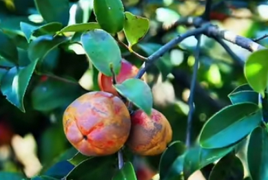 永兴油茶迎丰收 “补贴+保险”助力产业振兴