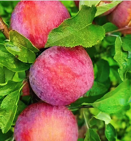 宁蒗糖心苹果迎丰收 特色产业助农增收