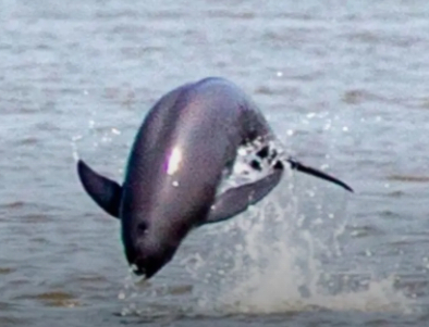 赣江江豚归来 退捕渔民踏上生态守护新征程