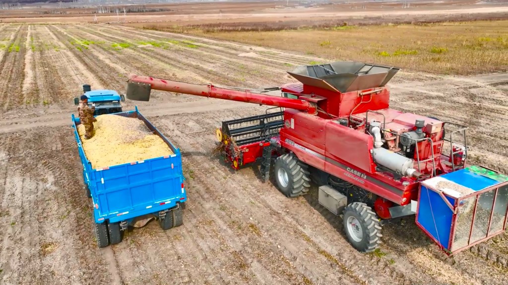 黑河大豆丰收记：金豆摇铃 收获满仓