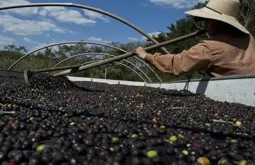 来自中企的项目，如何让巴西农场既增产又环保