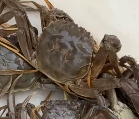 新疆和田盐碱水塘成功培育优质螃蟹