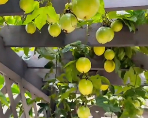 双江镇特色水果产业助推乡村振兴