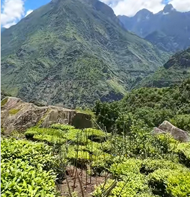 九龙魁多镇：古茶新生促振兴