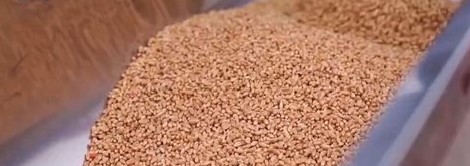 秋粮收获已过八成半 冬小麦播种加快推进