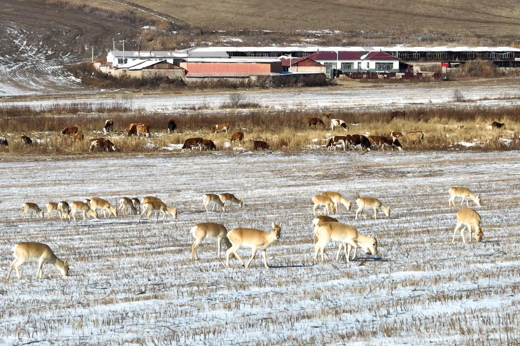 千余只黄羊在内蒙古兴安盟“定居”