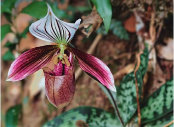 广东茂名自然保护区紫纹兜兰迎来盛花期