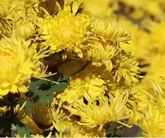 河北隆尧菊花经济绽放 特色种植带动乡村发展