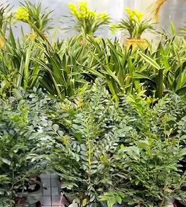 江苏沭阳花木电商迎销售热潮 “小而美”模式促乡村振兴