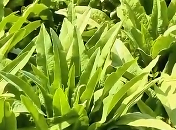 青海乐都大白菜首次出口越南 高原冷凉蔬菜拓新市场