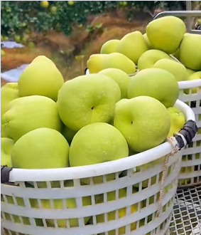 秋冬吃柚正当季，玉环文旦成“明星”