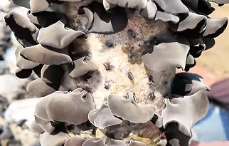 菌乡蝶变：黄松甸镇谱写乡村振兴“黑金”传奇