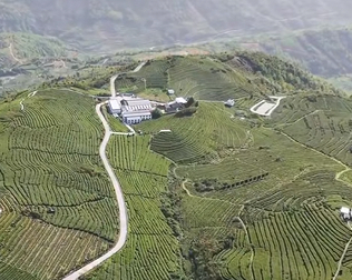 福鼎白茶获全球重要农业文化遗产认证 千年茶文化走向世界