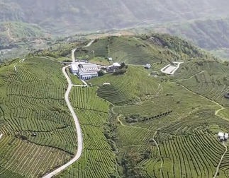 西藏索县芫根变身"金疙瘩" 传统作物铺就乡村振兴路