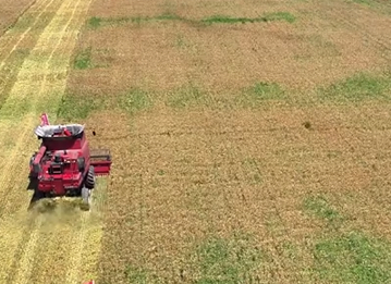 辽宁彰武创新"麦豆轮作"模式 实现治沙增收双赢