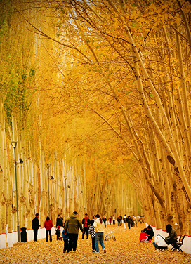 银川秋色如画 市民乐享公园休闲时光