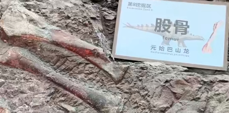 从偶然发现到世界级景点：云阳恐龙化石带动文旅发展