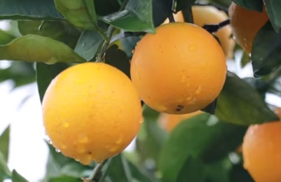 怀化国际陆港打造东盟水果进口新通道 冷链班列实现高效运输