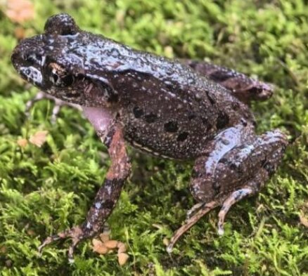 广西雅长保护区发现掌突蟾新物种