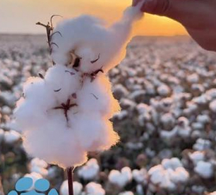 新疆棉花产量占全国92.2% 生物育种技术支撑产业升级