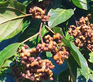 秦巴山区拐枣丰收 甜蜜产业助力乡村振兴