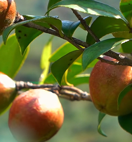 油茶产业迎高质量发展新阶段 种植面积超7500万亩