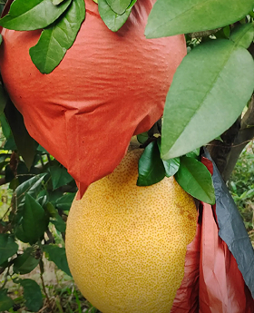 上饶马家柚迎丰收季 特色产业助力乡村振兴