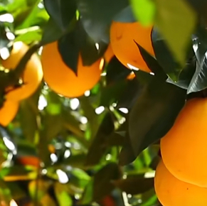 富川脐橙借力电商拓展全国市场 全链条升级助推乡村振兴