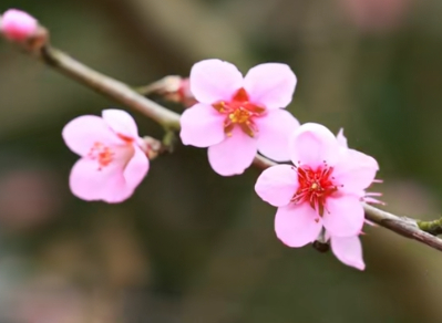 桃花经济激活奉化乡村新图景