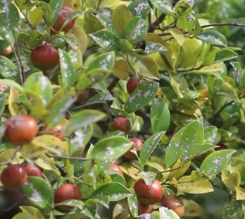 祁阳油茶产业年产值将破30亿 智能化管理助推乡村振兴