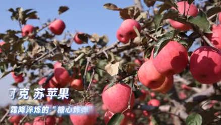 新疆林果产品博览会即将在广州举办 规模创历届之最