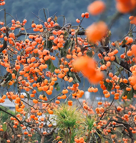从移民村到富裕村：桂北山乡的产业振兴路
